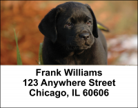 Black Labradors Address Labels | LBDOG-11