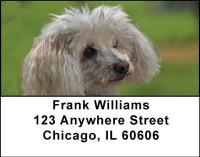 Toy Poodles Address Labels | LBDOG-21