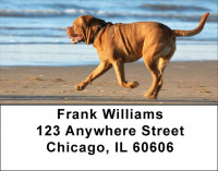 Mastiff Majesty Address Labels | LBDOG-41