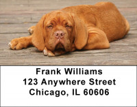 Mastiff Majesty Address Labels | LBDOG-41