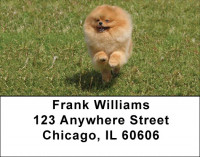 Pomeranian Address Labels | LBDOG-42