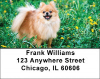Pomeranian Address Labels | LBDOG-42