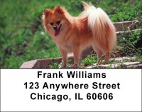 Pomeranian Address Labels | LBDOG-42