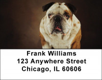 English Bulldog Cuties Address Labels | LBDOG-50