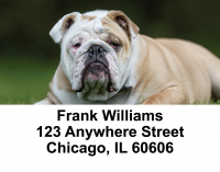 English Bulldog Cuties Address Labels | LBDOG-50