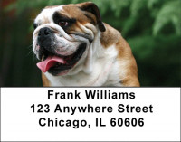 English Bulldog Cuties Address Labels | LBDOG-50