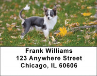Adorable Chihuahuas Address Labels | LBDOG-51
