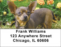Adorable Chihuahuas Address Labels | LBDOG-51
