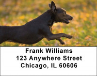 Adorable Chihuahuas Address Labels | LBDOG-51