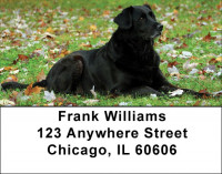 Black Labs Are Brilliant Address Labels | LBDOG-52