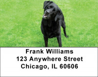 Black Labs Are Brilliant Address Labels | LBDOG-52