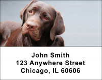 Chocolate Labs Address Labels | LBDOG-54