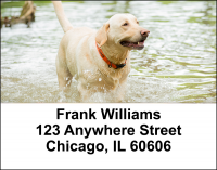 Majestic Yellow Lab Address Labels | LBDOG-56