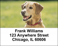 Majestic Yellow Lab Address Labels | LBDOG-56