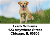 Majestic Yellow Lab Address Labels | LBDOG-56