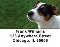 Jack Russells Are Mischievous Address Labels | LBDOG-58