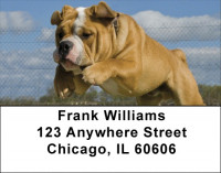 English Bulldogs Romping Address Labels | LBDOG-65