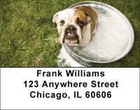 English Bulldogs Romping Address Labels | LBDOG-65