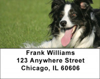 Border Collies Bounding Address Labels | LBDOG-68