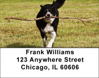 Border Collies Bounding Address Labels | LBDOG-68