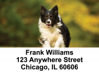 Border Collies Bounding Address Labels | LBDOG-68