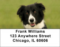 Border Collies Bounding Address Labels | LBDOG-68