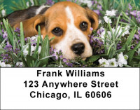 Beagles Are Brilliant Address Labels | LBDOG-73