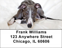 Whippets Are Wily Address Labels | LBDOG-75