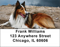 Collies Out and About Address Labels | LBDOG-76