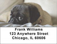 Pugs are Mischievous Address Labels | LBDOG-87