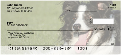 Border Collies Bounding Personal Checks | DOG-68