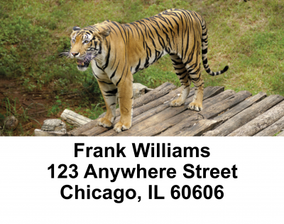 Bengal Tigers Address Labels | LBANI-46