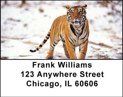 Big Cats Address Labels | LBANI-47