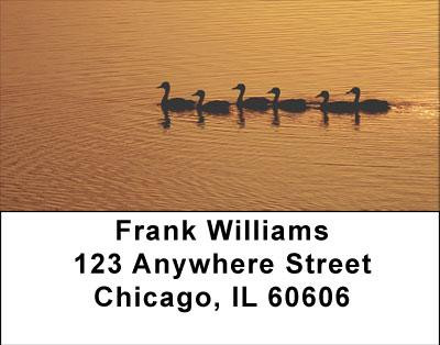 Ducks on a Golden Pond Address Labels | LBANI-65