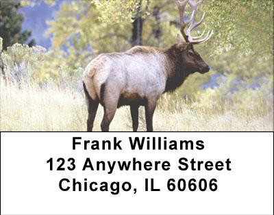 Elk in the High Country Address Labels | LBANI-72