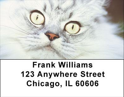 Cat Eyes Address Labels | LBANI-86