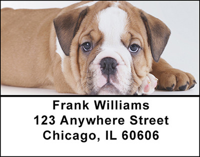 English Bull Dog Address Labels | LBBAC-43