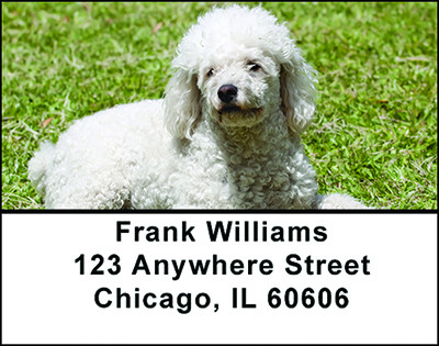 White Poodle Address Labels | LBBAC-61