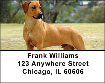 Rhodesian Ridgeback Dog Address Labels | LBBAC-63