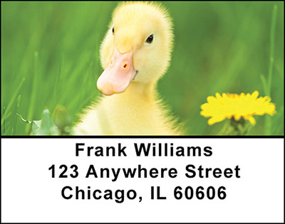 Little Yellow Ducklings Address Labels | LBBAC-77