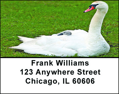 Mute Swan and Signet Address Labels | LBBAC-78