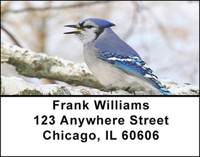 Scampy Blue Jay Birds Address Labels | LBBAE-66