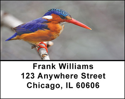 Tropical Kingfisher Birds Address Labels | LBBAE-81