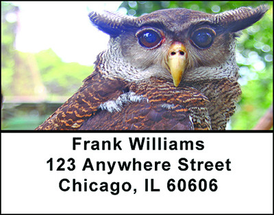 Eyes Of An Owl Address Labels | LBBAE-83