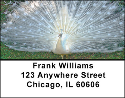 White Peacock Elegance Address Labels | LBBAE-88