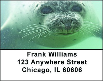 Seals Marine Life Address Labels | LBBAF-51