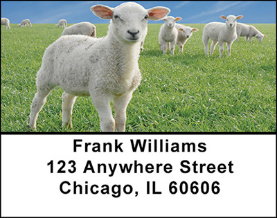 Sheep In The Field Address Labels | LBBAF-52