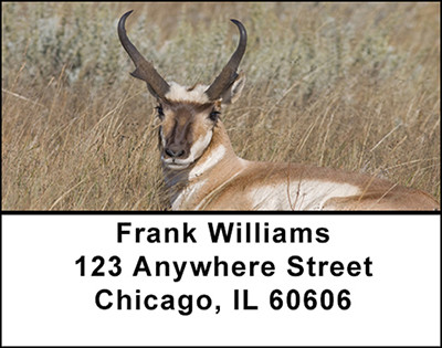 Antelope Address Labels | LBBAI-27