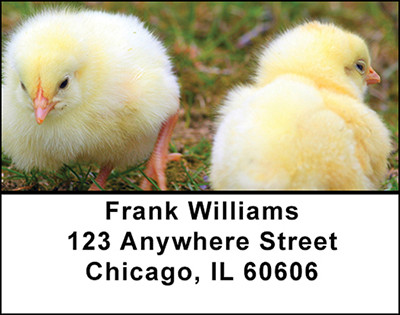 Baby Chicks & Chickens Address Labels | LBBAM-60
