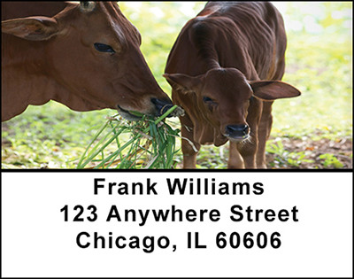Baby Calves Address Labels | LBBAQ-02